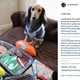 Image for article titled Dog Talent Agency Helps 'Dogfluencers' Advertise Products On Instagram